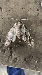Ceratomia undulosa