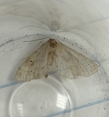 Idaea biselata