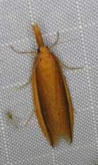 Donacaula albicostellus