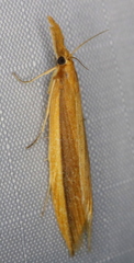 Donacaula albicostellus