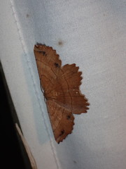 Euchlaena johnsonaria