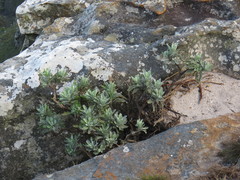 Euryops pectinatus pectinatus