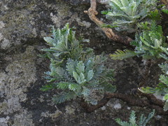 Euryops pectinatus pectinatus