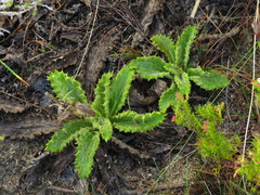 Berkheya carlinifolia