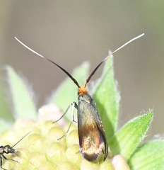 Nemophora cupriacella