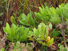 Morella kraussiana