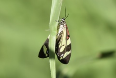 Phaloe cruenta