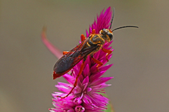Sphex jamaicensis
