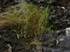 Elaphoglossum conforme