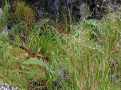 Blechnum punctulatum punctulatum