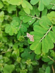 Diasemia accalis