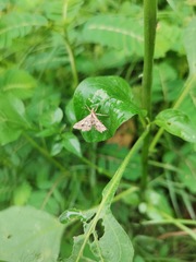 Diasemia accalis