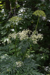 Molopospermum peloponnesiacum