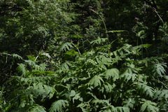 Cirsium alsophilum