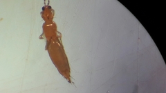 Thripidae