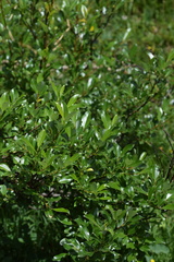 Salix glabra