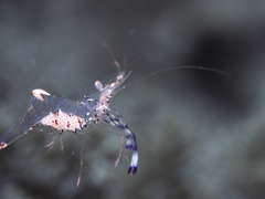 Ancylomenes holthuisi