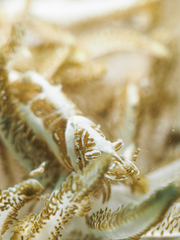 Hippolyte commensalis