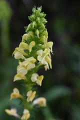 Pedicularis ascendens