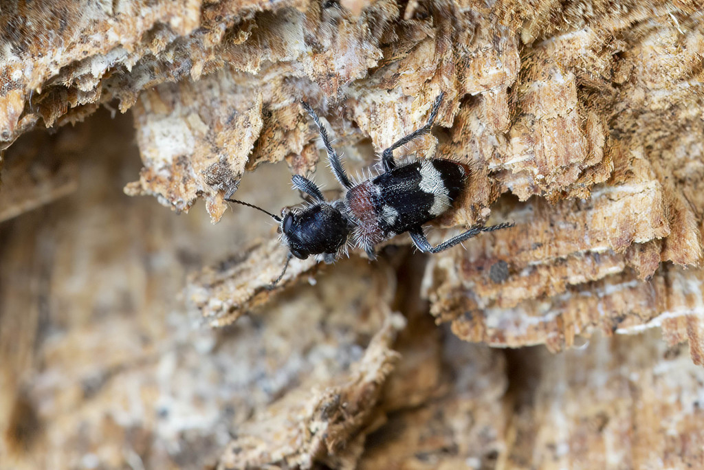 Clerus mutillarius from Cehal, Romania on June 19, 2021 at 05:21 PM by ...