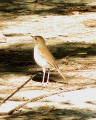 Catharus occidentalis