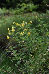 Astragalus penduliflorus