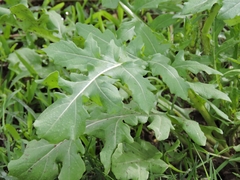 Eruca vesicaria