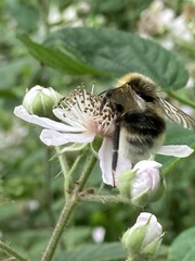 Bombus bohemicus