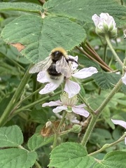 Bombus bohemicus