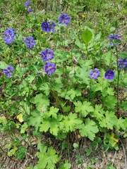 Geranium platypetalum