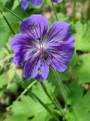 Geranium platypetalum