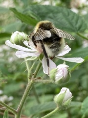 Bombus bohemicus