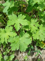Geranium platypetalum