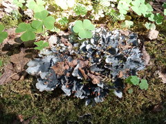 Peltigera degenii