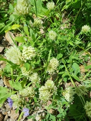 Trifolium ochroleucon