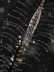 Manipontonia psamathe