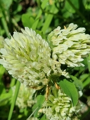 Trifolium ochroleucon