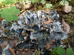 Peltigera degenii