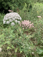 Daucus carota