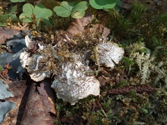 Peltigera degenii