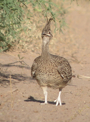 Eudromia elegans