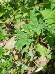 Trifolium ochroleucon