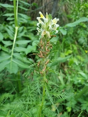 Pedicularis condensata