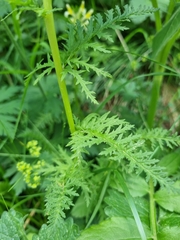 Pedicularis condensata