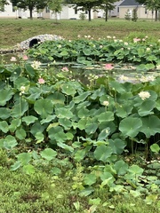 Nelumbo