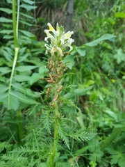 Pedicularis condensata