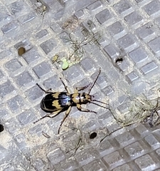 Pheropsophus javanus