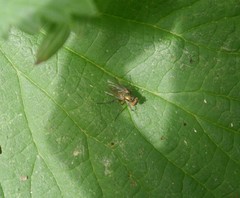 Poecilobothrus nobilitatus