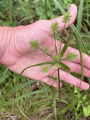 Cyperus lancastriensis