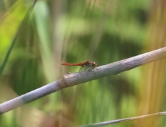 Sympetrum sanguineum